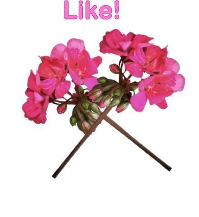 likecarnation.png